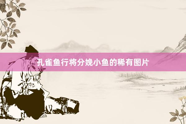 孔雀鱼行将分娩小鱼的稀有图片